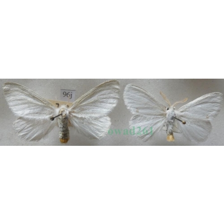 Euproctis similis (Fuessly, 1775) pair Kuprówka złotnica Czech96j